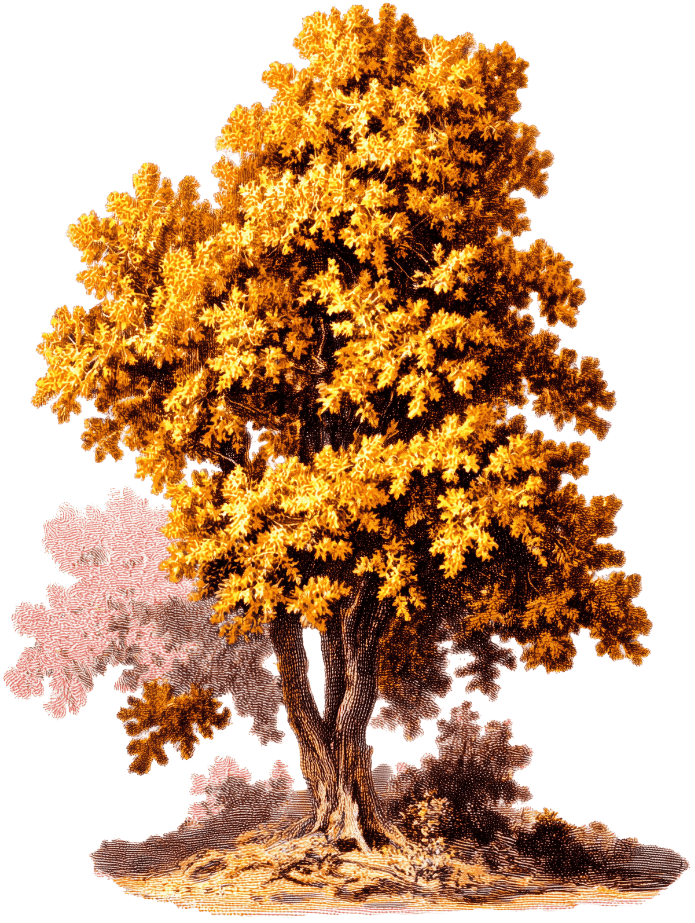 tree